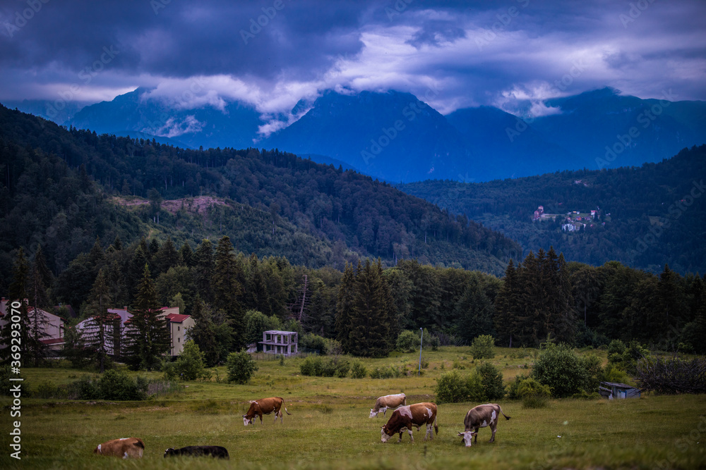 cows grazing on a meadow in the mountains.