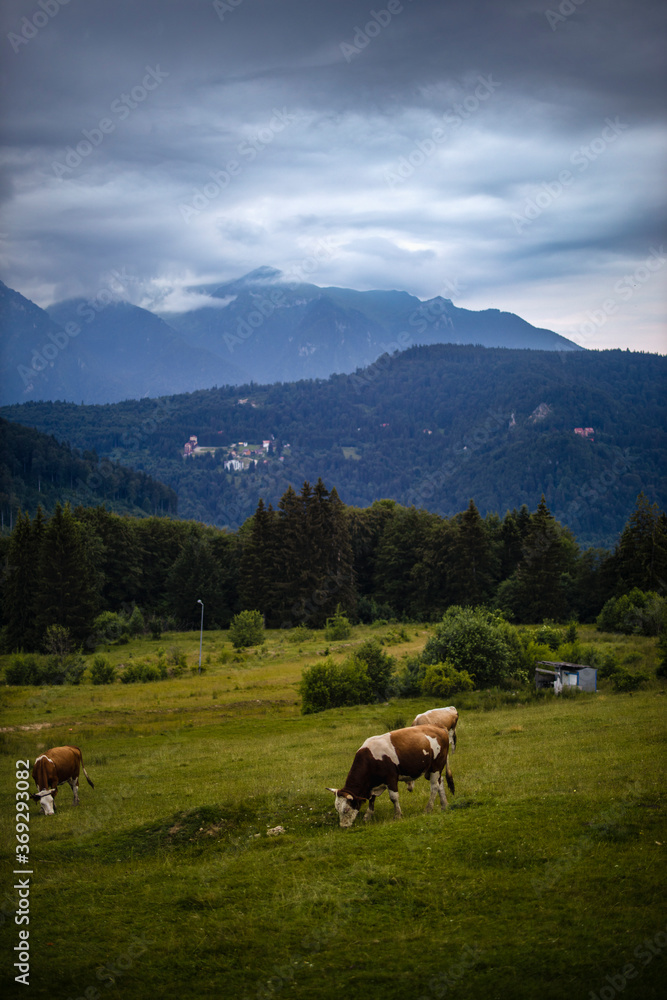 cows grazing on a meadow in the mountains.