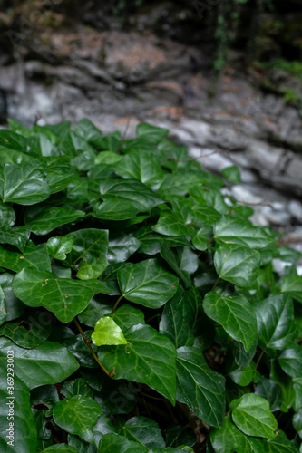 Wallpaper Mural Bright green ivy in forest (Hedera helix) Torontodigital.ca