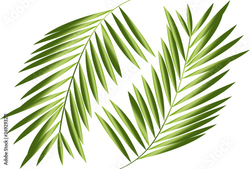 palm leaf isolated on white. vector.