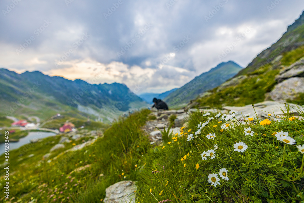 Wild flowers with tourist man and mountains with chalets in the background. Wild flowers with tourist man and mountains with chalets in the background.