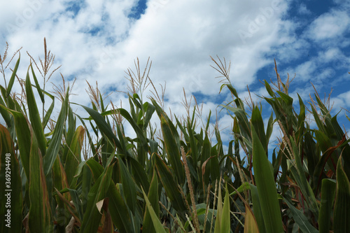 Campo di mais, piante fiorite sotto un cielo azzurro con nuvole