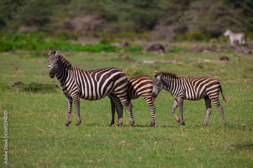 Zebras in the Lake Manyara National Park  Tanzania