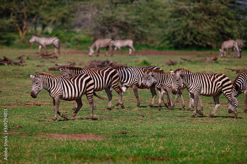 Zebras in the Lake Manyara National Park  Tanzania