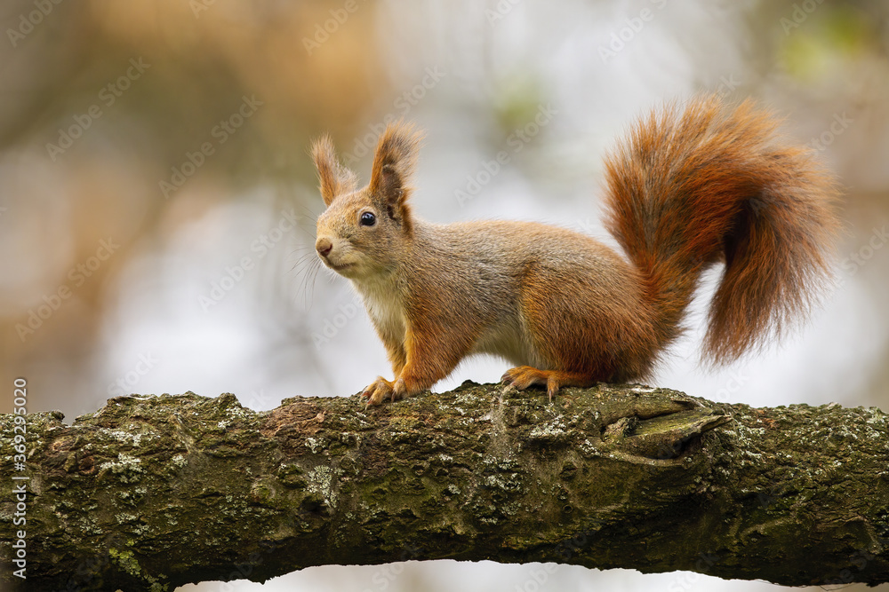 Cute red squirrel, sciurus vulgaris, sitting on branch in autumn nature. Curious mammal observing on tree from side. Little fluffy animal looking on bough from close up. Cute red squirrel, sciurus vulgaris, sitting on branch in autumn nature. Curious mammal observing on tree from side. Little fluffy animal looking on bough from close up.
