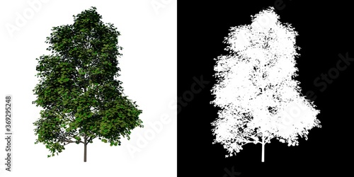 Front view tree (Young Real Maple 3) white background alpha png 3D Rendering Ilustracion 3D photo