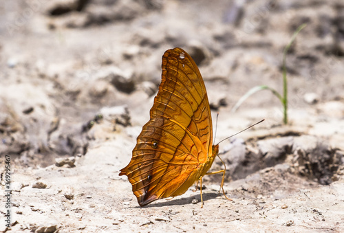 Canvas Print butterfly on the ground