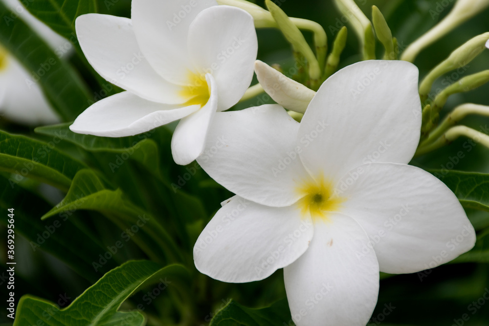 Many of the white plumeria flowers have a yellow center. Many of the white plumeria flowers have a yellow center.