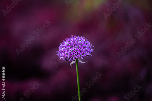 purple flower