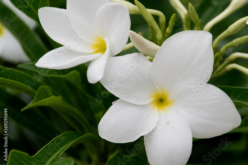 Many of the white plumeria flowers have a yellow center.