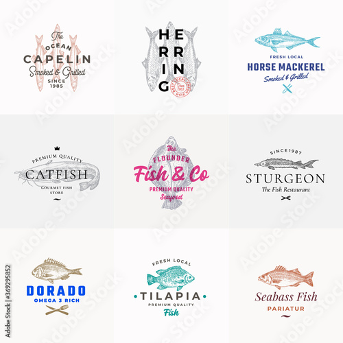 Premium Quality Seafood Vector Signs or Logo Templates Set. Hand Drawn Fish Sketches with Typography, Capelin, Catfish, Sturgeon, Tilapia, Herring etc. Emblems bundle.