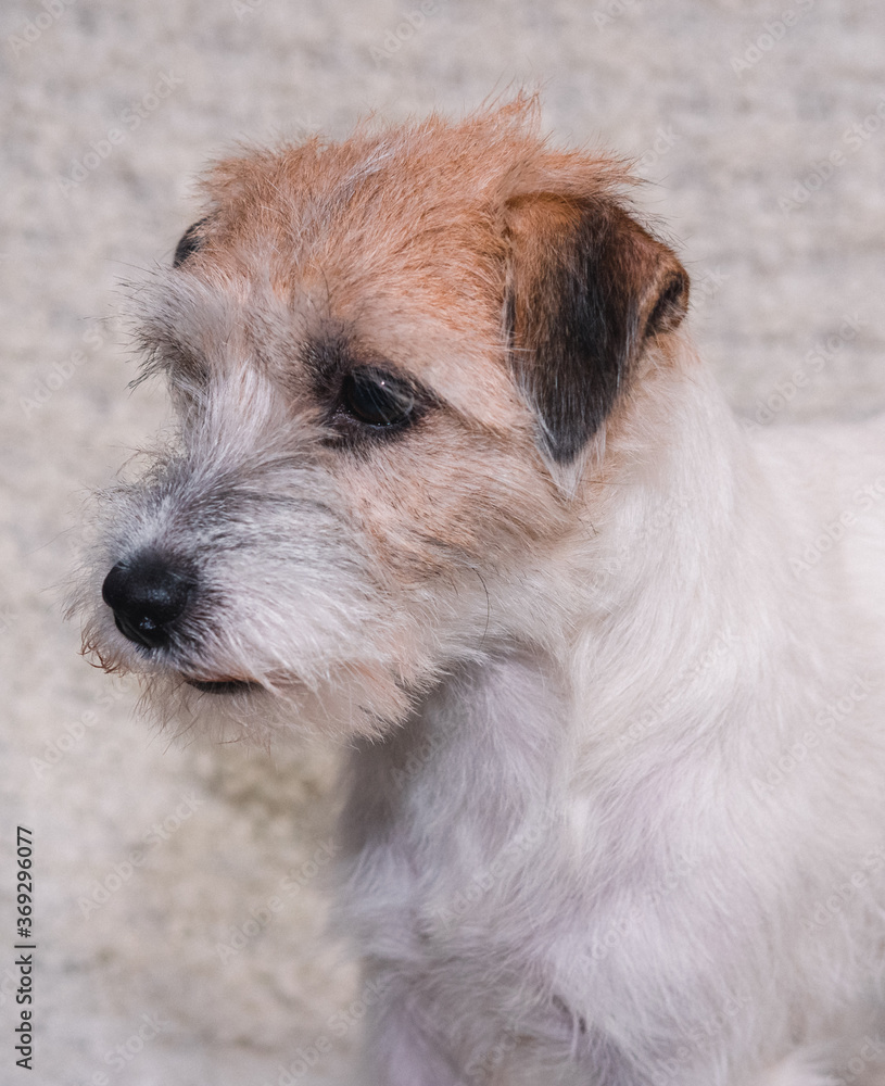Portrait of a charming Wirehaired Jack Russell Terrier on a light background. An English hunting dog poses and smiles. A dog with a beard. Kennel Jack Russell Terriers. Portrait of a charming Wirehaired Jack Russell Terrier on a light background. An English hunting dog poses and smiles. A dog with a beard. Kennel Jack Russell Terriers.