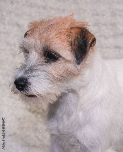Portrait of a charming Wirehaired Jack Russell Terrier on a light background. An English hunting dog poses and smiles. A dog with a beard. Kennel Jack Russell Terriers.