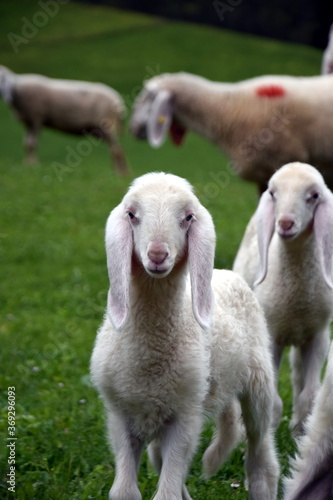 Cría de oveja blanca en Valle de Stubai (Austria)