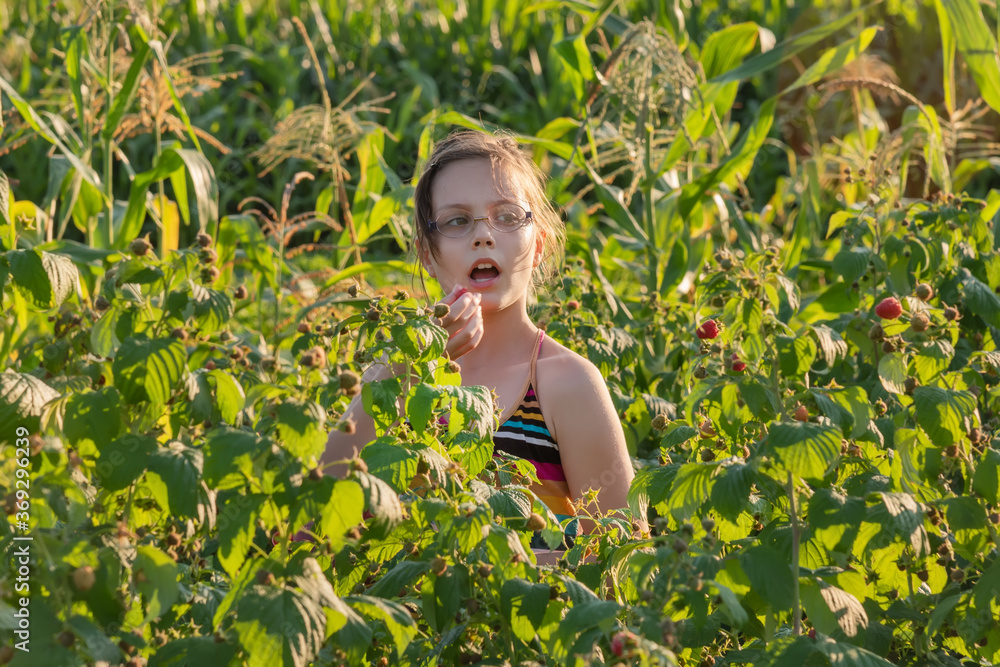 Child picking raspberry. Kids pick fresh fruit on organic raspberries farm. Toddler kid eating ripe healthy raspberry. Child picking raspberry. Kids pick fresh fruit on organic raspberries farm. Toddler kid eating ripe healthy raspberry.
