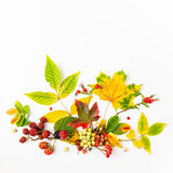 Autumn composition made of leaves, berries on white background. Autumn concept for Thanksgiving day or for other holidays. Flat lay.
