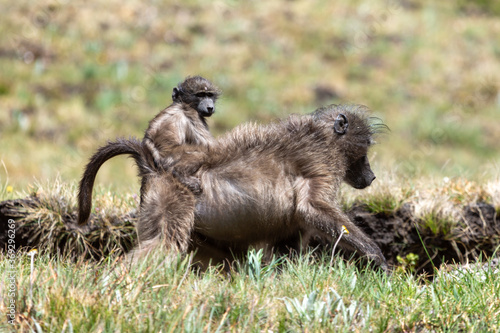 Chacma Baboons and his little one in the Royal Natal National Park, Freestate, South Africa photo
