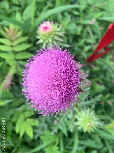 flower of a thistle