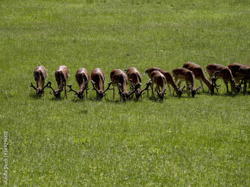 A herd of fallow deer, Dama dama in a game reserve in Hukvaldy Czech Republic