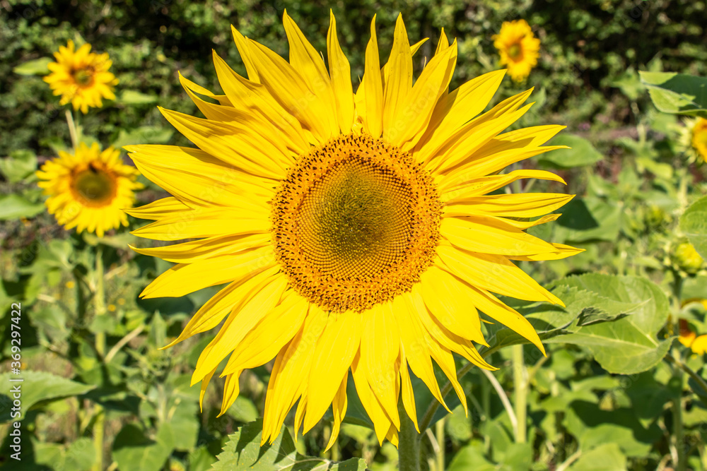 beautiful exotic sunflowers on a summers day beautiful exotic sunflowers on a summers day