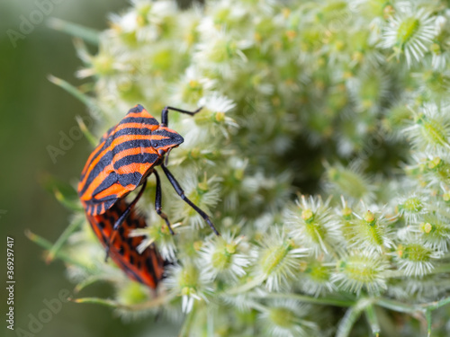 Close-up of a pair of italian striped bugs mating on the white wild flower. Graphosoma italicum. Selective focus, blurred background.