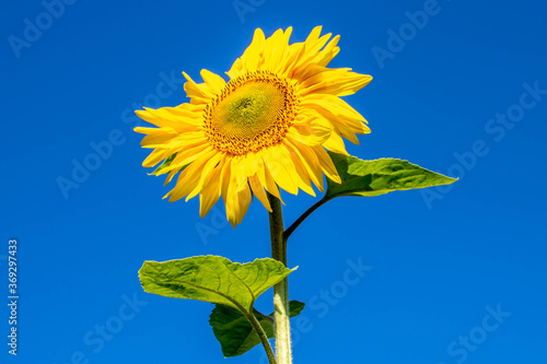 beautiful exotic sunflower against a bright blue sky