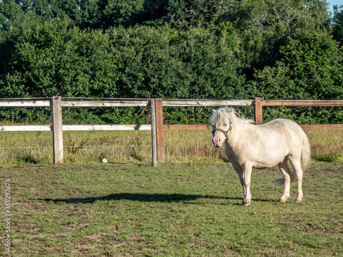 little white pony and her shadow © Penny