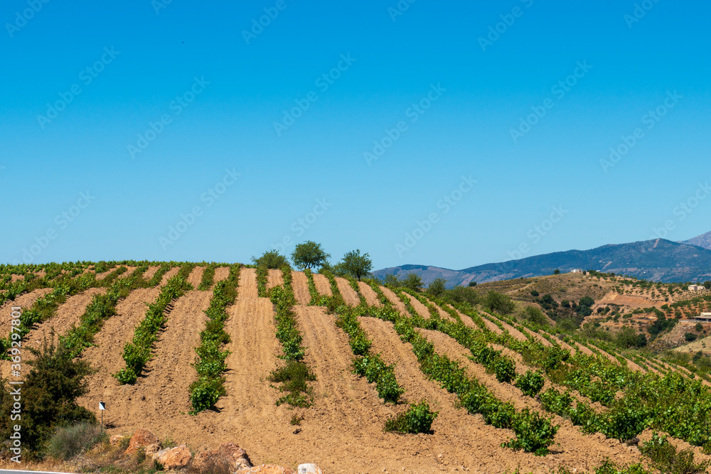 vineyard in the mountains of southern Spain