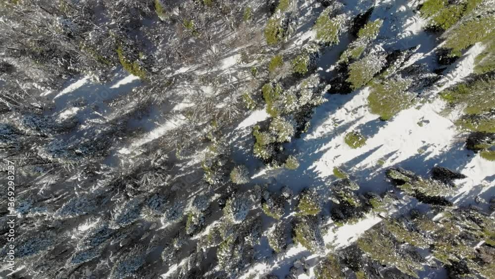 Aerial flyover of snow covered alpine forest in winter in California Aerial flyover of snow covered alpine forest in winter in California