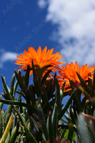 Beautiful flowers in the light of the midday sun with a charming blue sky photo