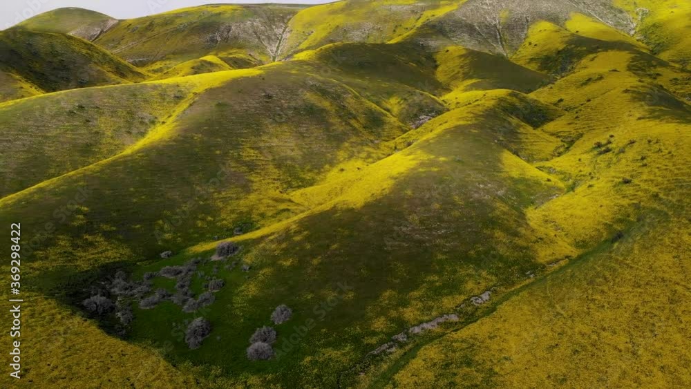 Aerial flyover of massive field of wildflowers during super bloom in Central California Aerial flyover of massive field of wildflowers during super bloom in Central California