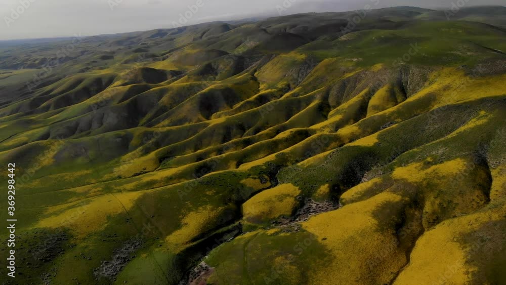 Aerial flyover of massive field of wildflowers during super bloom in Central California Aerial flyover of massive field of wildflowers during super bloom in Central California