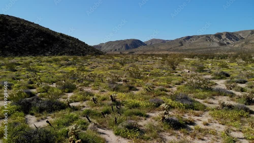 Cinematic aerial flyover of wildflowers super bloom at Anza Borrego Desert State Park in Southern California Cinematic aerial flyover of wildflowers super bloom at Anza Borrego Desert State Park in Southern California