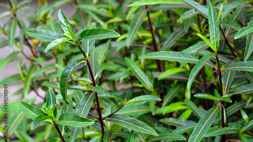Folk herbs Barleria lupulina Lindl flower  Asia folk medicine.