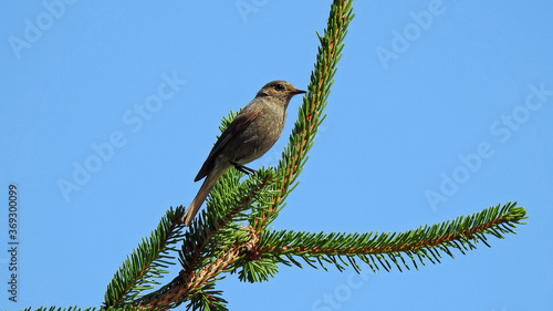 animal a bird named foreman living in forested suburbs of the city of Białystok in Podlasie in Poland photo