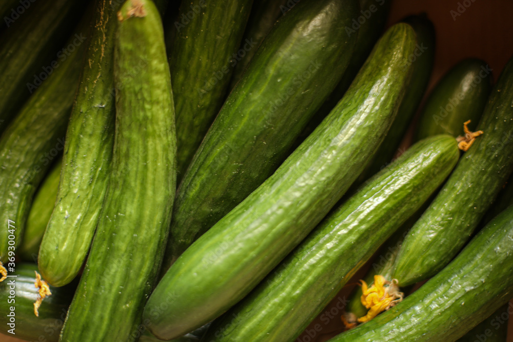lots of green cucumbers, beautiful cucumbers, a crop of cucumbers lots of green cucumbers, beautiful cucumbers, a crop of cucumbers