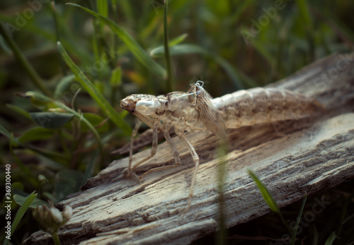 Grasshopper shell on a piece of wood