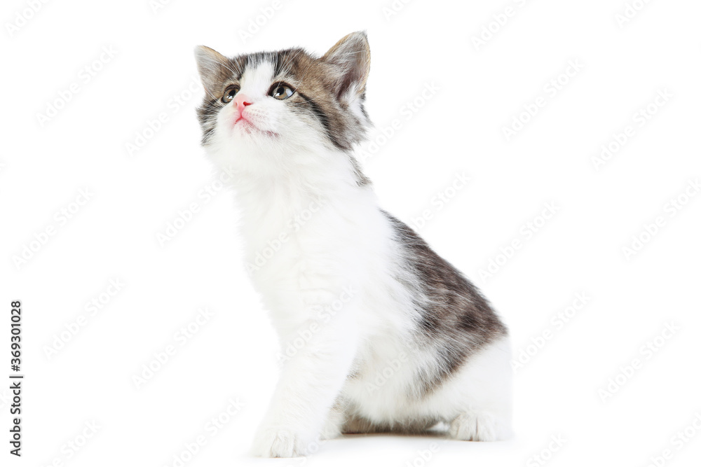 Obraz premium Cute kitten isolated on white background