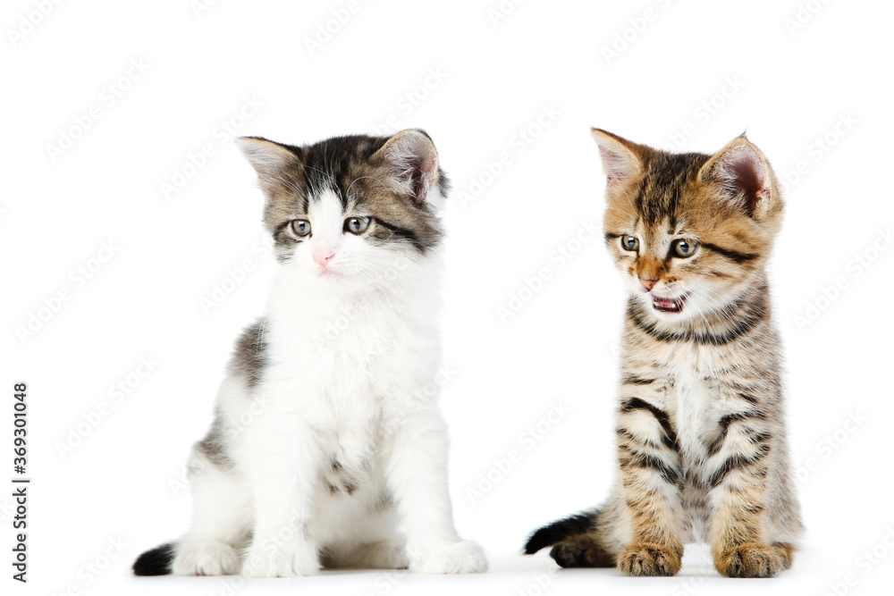 Cute kittens isolated on white background