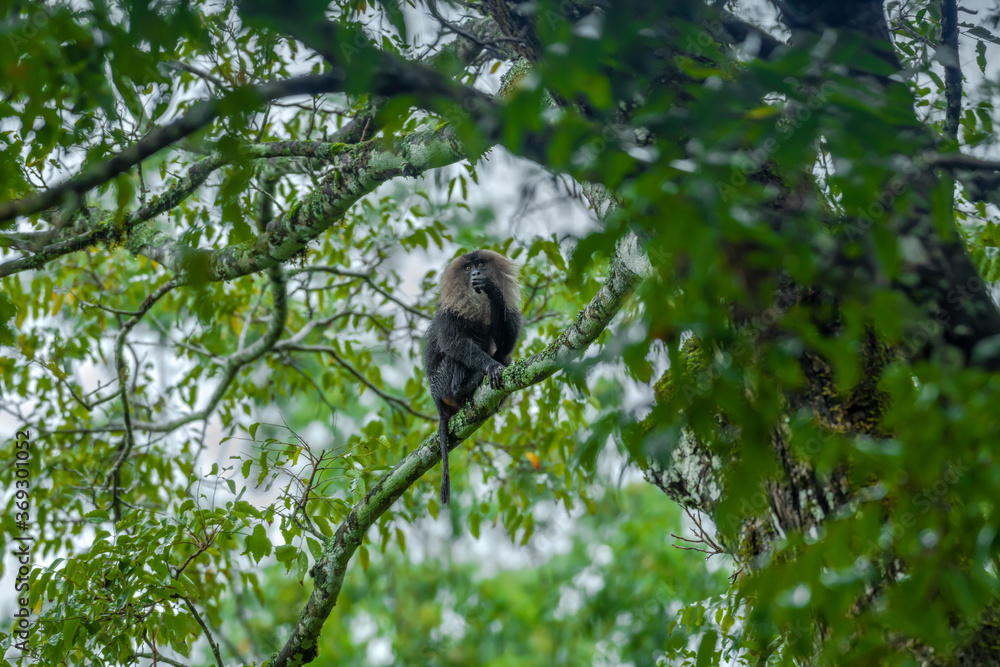 Endangered Lion Tailed Macaque in the wild. Image of this endangered species was captured from Kerala State in India Endangered Lion Tailed Macaque in the wild. Image of this endangered species was captured from Kerala State in India