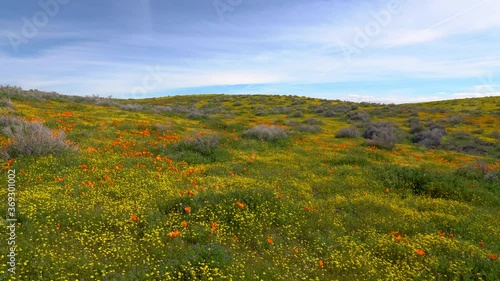 Tracking shot of desert gold wildflower super bloom in Carrizo Plain National Monument in California photo