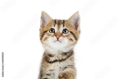 Beautiful kitten isolated on white background