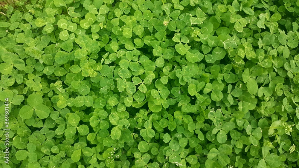 Lucky Day Lucky Day