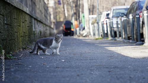 Cat crossing the road