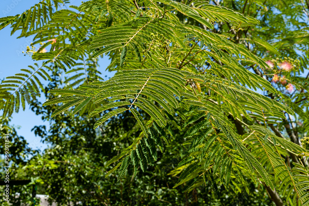 Albizia julibrissin is Persian silk tree or pink silk tree of Fabaceae family. Beautiful carved leaves and pink flowers with pleasant smell on branches of acacia. Close-up. Nature concept for design. Albizia julibrissin is Persian silk tree or pink silk tree of Fabaceae family. Beautiful carved leaves and pink flowers with pleasant smell on branches of acacia. Close-up. Nature concept for design.