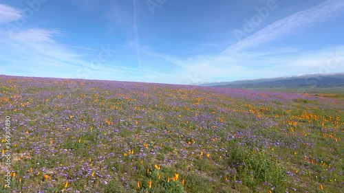 Tracking shot of purple wildflowers super bloom in Lancaster in California photo