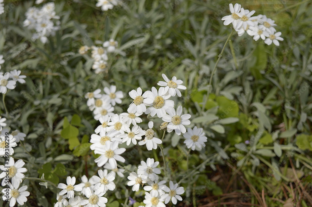 Closeup Achillea ageratifolia known as Balkan yarrow with blurred background in spring garden Closeup Achillea ageratifolia known as Balkan yarrow with blurred background in spring garden