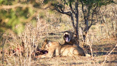 a pair of lions under a tree eating and yawning