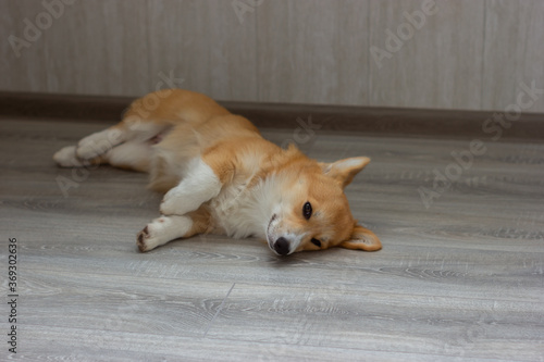 Sleepy corgi puppy lying on the floor
