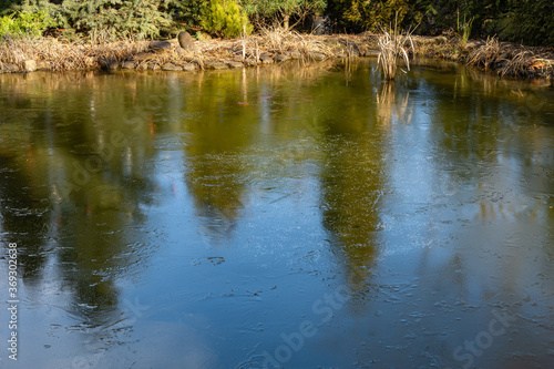 Frozen pond. Ice on the entire surface of magic pond. Evergreens and dry grass are reflected in icy mirror. Beautiful icy patterns dark steel color. Selective focus. Nature concept for winter design.